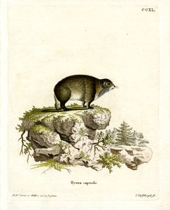 Kap-Klippschliefer von German School