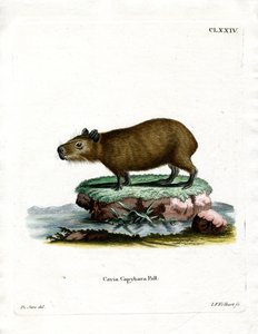 Wasserschwein