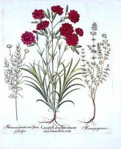 Nelke, Katzenminze und Gemeiner Lavendel, aus Hortus Eystettensis, von Basil Besler, veröffentlicht 1613