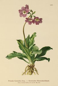 Krainische Primel (Primula Carniolica)