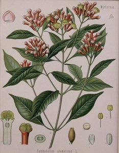 Caryophyllus Aromaticus (Gewürznelken) von German School