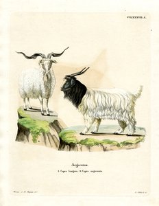 Kaschmirziege
