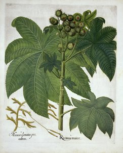 Rizinus, aus Hortus Eystettensis, von Basil Besler, veröffentlicht 1613 von German School