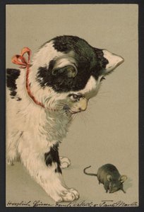 Katze spielt mit einer Maus