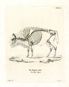 Rinderskelett
