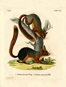 Kaukasisches Eichhörnchen