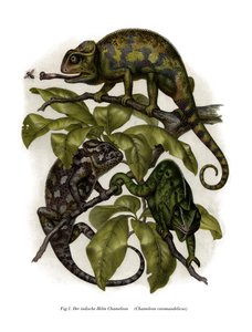 Chamäleon (Farblithografie)