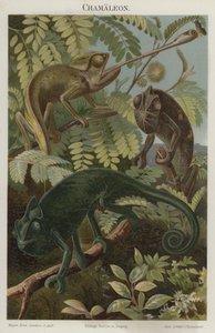 Chamäleons