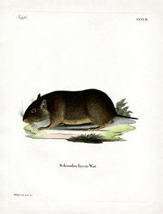 Chilenische Felsenratte von German School