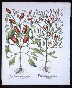 Chilipflanzen, aus dem Hortus Eystettensis von Basil Besler (1561-1629), veröffentlicht 1613 von German School