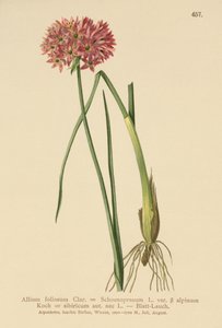 Schnittlauch (Allium foliosum, Allium Schoenoprasum var. alpinum, Allium sibiricum)