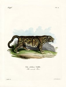 Nebelparder