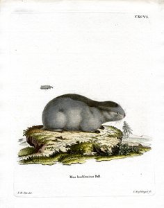 Kragenlemming von German School