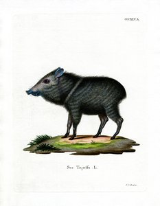 Nabelschwein von German School