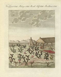 Sammeln von Cochenillen