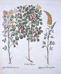 Blasenstrauch und Zytisus-Arten, aus Hortus Eystettensis, von Basil Besler, 1613