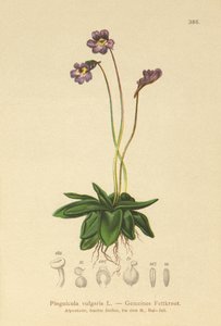 Gewöhnliches Fettkraut (Pinguicula vulgaris) von German School
