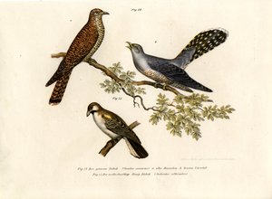 Kuckuck, 1864 von German School