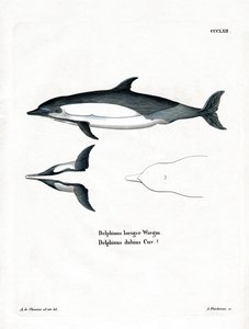 Gemeiner Delfin