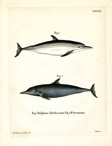Gewöhnlicher Delfin