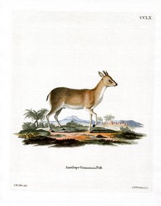 Gewöhnlicher Duiker von German School