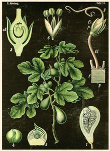 Feigenbaum von German School