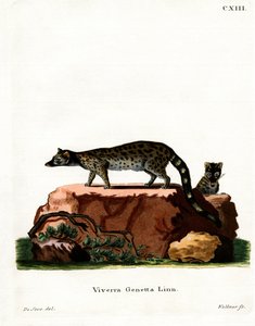 Ginsterkatze