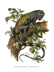 Gewöhnliche Leguan