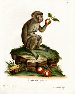 Gewöhnlicher Makak