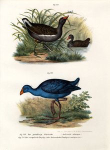 Teichhuhn von German School