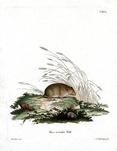 Feldmaus