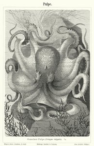 Gemeiner Oktopus von German School