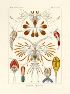 Copepoda von German School