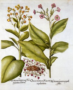 Preiselbeere und Blühender Tabak, aus Hortus Eystettensis, von Basil Besler, veröffentlicht 1613 von German School