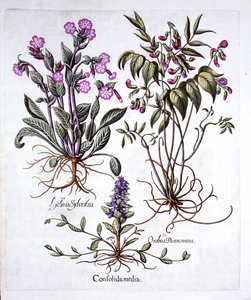 Kriechender Günsel, Frühlingswicke und Rote Lichtnelke, aus Hortus Eystettensis, von Basil Besler, 1613