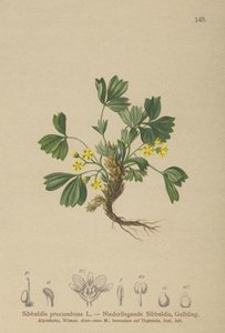 Kriechende Sibbaldie von German School