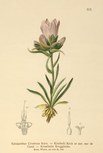 Kroatisches Grasglöckchen von German School
