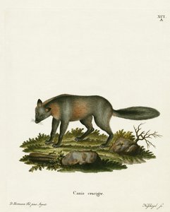 Kreuzfuchs