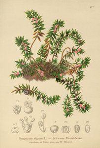 Krähenbeere