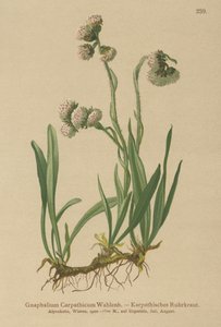 Ruhrkraut (Gnaphalium carpathicum) von German School