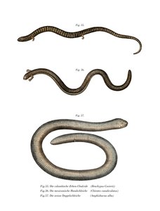 Cuviers Bachia (Farblithografie) von German School