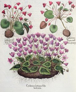 Alpenveilchen: 1. Cyclamen serotinum foliis hederaceis; 2. Cyclaminus longius radicatus Camerarii; 3. Cyclamen vulgare Panis porcinus, aus dem Hortus Eystettensis von Basil Besler, veröffentlicht 1613 (Gravur)