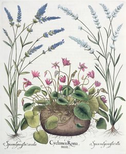 Alpenveilchen und Lavendel: 1. Cyclamen Romanum; 2. Spica vulgaris flore albo; 3. Spica vulgaris flore ceruleo, aus dem Hortus Eystettensis von Basil Besler, veröffentlicht 1613 von German School