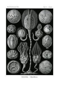 Cystoidea von German School