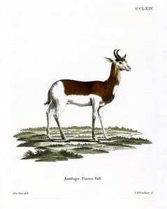 Dama-Gazelle