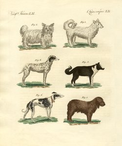 Verschiedene Arten von Hunden
