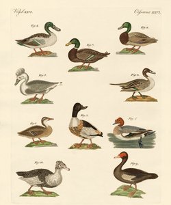 Verschiedene Arten von Enten