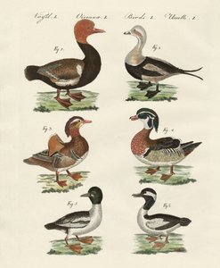Verschiedene Arten von Enten