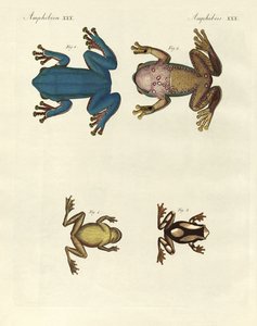 Verschiedene Arten ausländischer Baumfrösche (Farbstich) von German School