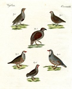 Verschiedene Arten von Rebhühnern